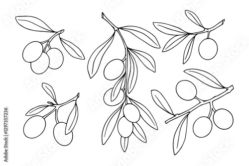 Set of linear branches of an olive tree with berries. Vector graphics.