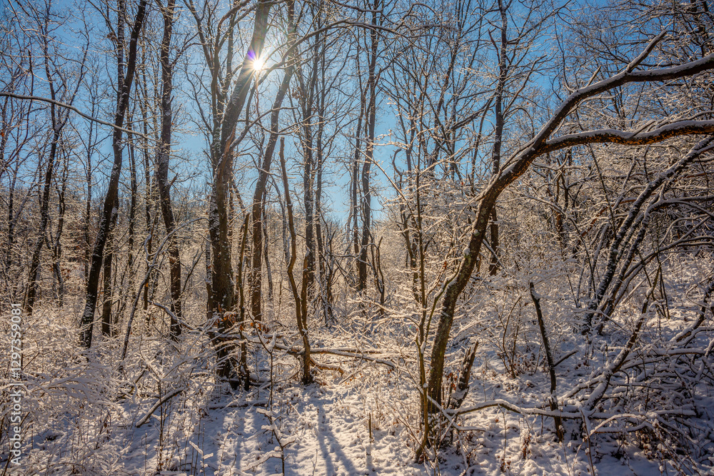 Beautiful landscape in the winter forest,sunny day at the wintel morning. Trees covered trees. Winter colors , sunny lights through the trees Beautiful landscape in the winter forest,sunny day at the wintel morning. Trees covered trees. Winter colors , sunny lights through the trees