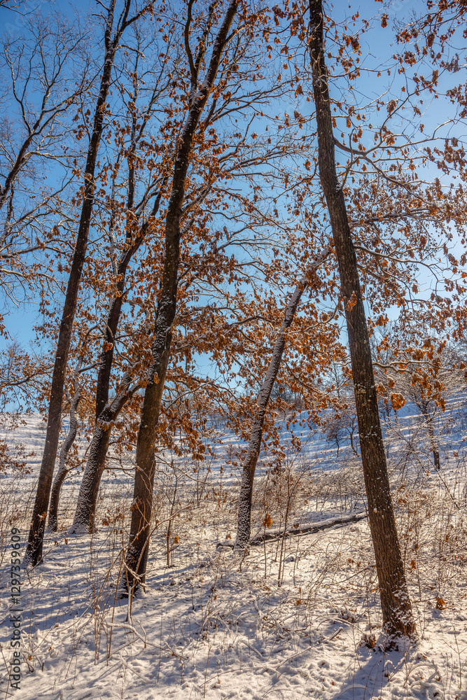 Fototapeta premium Beautiful landscape in the winter forest,sunny day at the wintel morning. Trees covered trees. Winter colors , sunny lights through the trees 