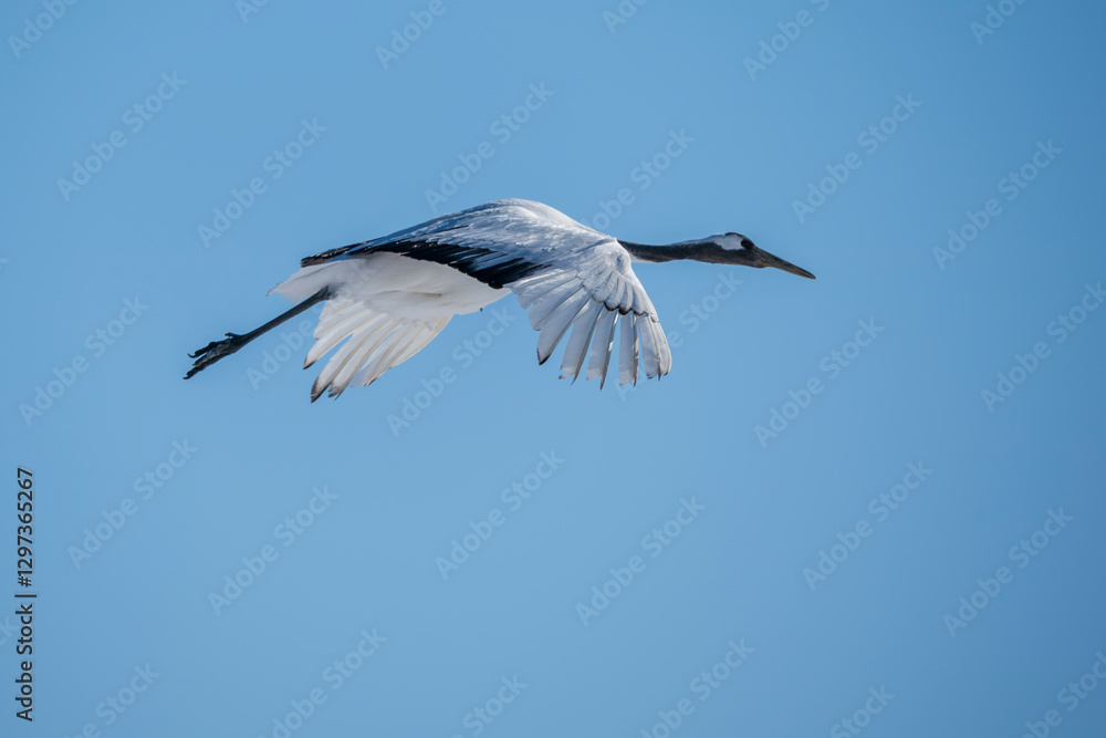 Fototapeta premium Red-crowned crane (Grus japonensis)
