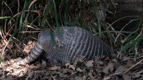 Nine-banded armadillo closeup digging in Texas garden during summer season.