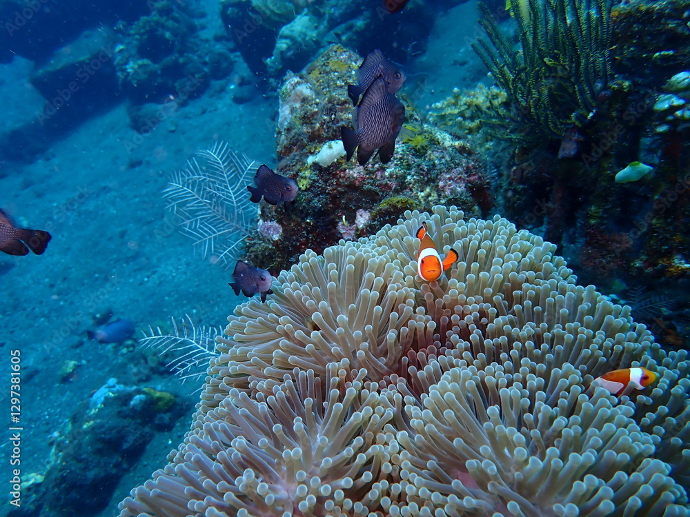 Nemo auf Koralle Nemo auf Koralle