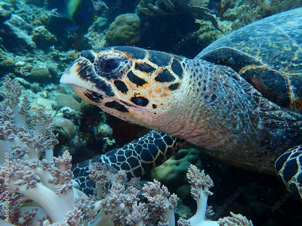 Schildkröte im Meer vor Bali Schildkröte im Meer vor Bali