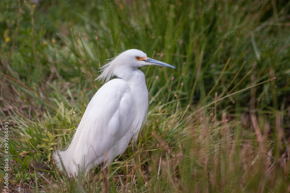 great white heron (garza chica) great white heron (garza chica)