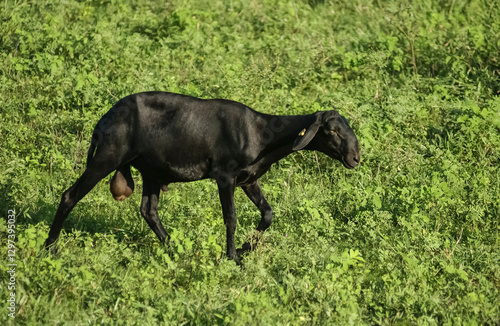 Black goat grazing in green pasture