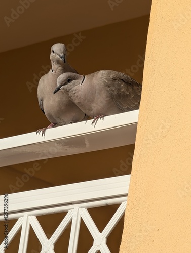 pigeon on the wall