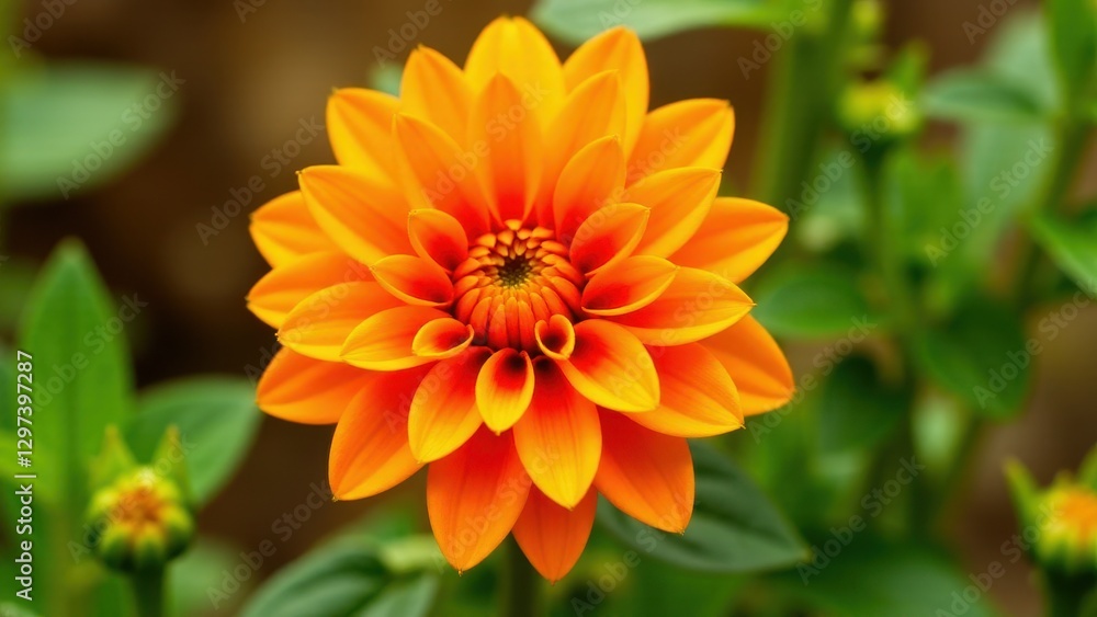 A vibrant orange dahlia in full bloom with lush green leaves in the background A vibrant orange dahlia in full bloom with lush green leaves in the background