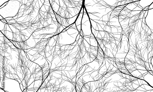 Abstract black roots pattern decorative white background. Line art tree. street nature art.