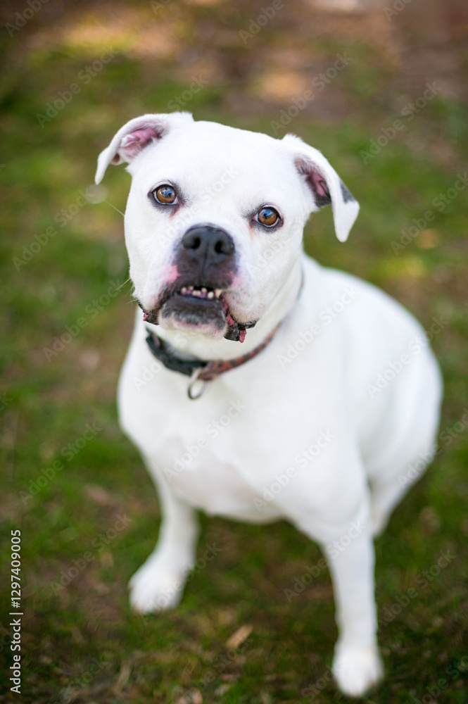 A white American Bulldog x Boxer mixed breed dog sitting A white American Bulldog x Boxer mixed breed dog sitting