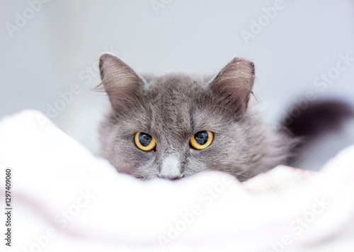 A timid shorthair cat with dilated pupils peeking over a blanket photo