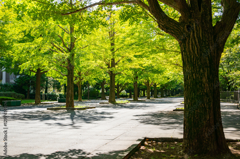 Naklejka premium 練馬区立夏の雲公園のイチョウ並木