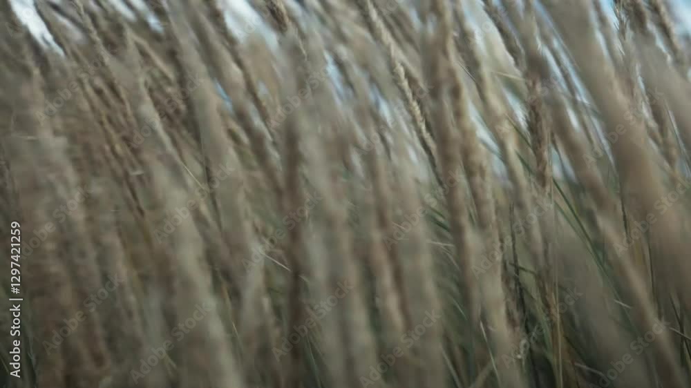Close up slow motion video of long grass in a field. Close up slow motion video of long grass in a field.