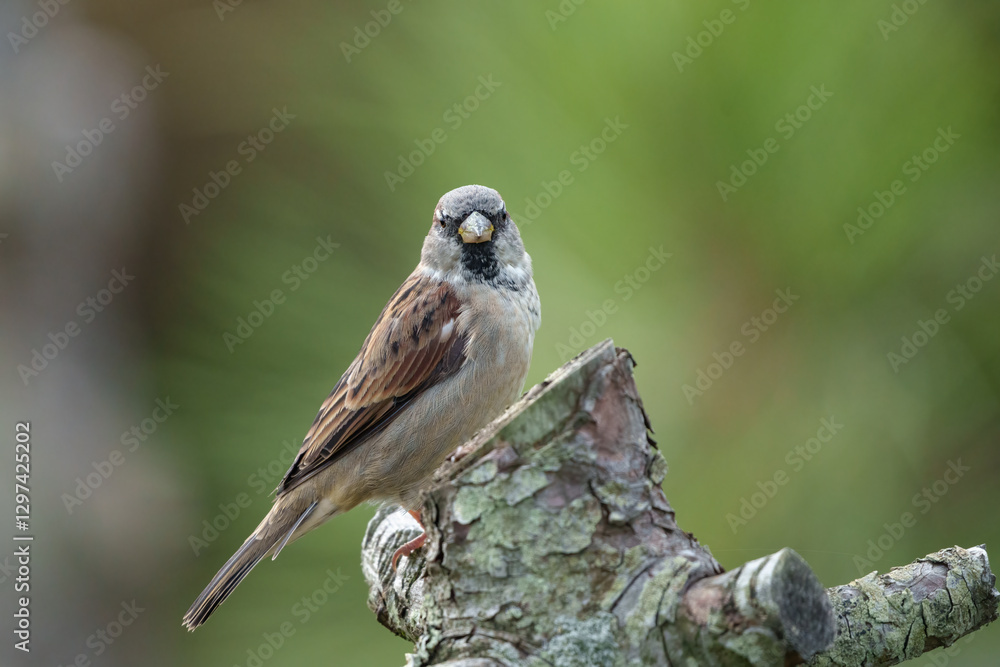 Naklejka premium House sparrow (Passer domesticus), male, in winter plumage, sits on a cut tree trunk, looking straight into the camera. Blurred green background