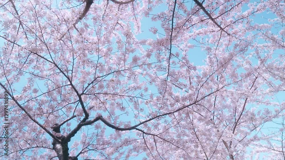 Walking along a road full of cherry blossoms, Hokkaido, Japan, beautiful　桜が沢山ある道で散歩　日本　北海道　美しい