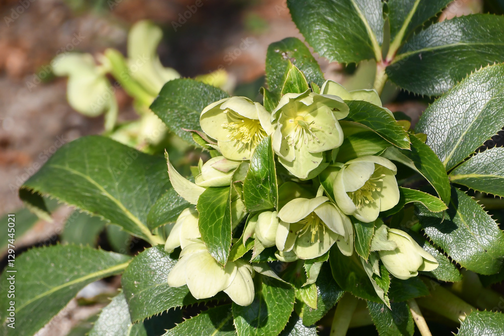 Obraz premium クリスマスローズ Hellebore 