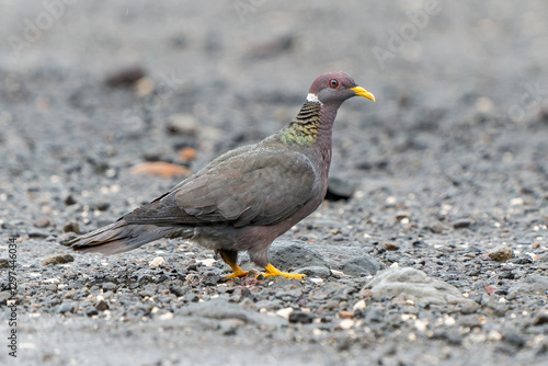 Band-tailed Pigeon (Patagioenas fasciata) Foraging on Costa Rican Ground