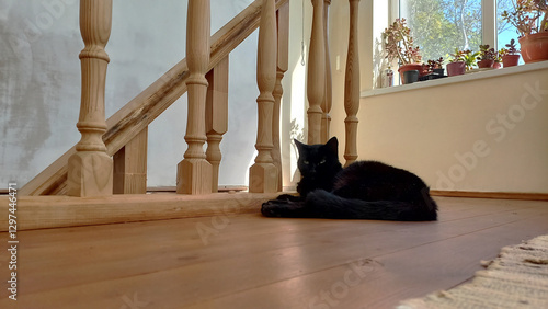 Wallpaper Mural A black cat lies on a wooden floor in a village house. Torontodigital.ca