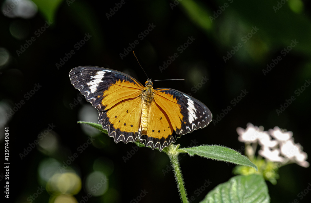 Fototapeta premium Colorful butterfly resting on a green leaf in a lush garden environment during daylight hours