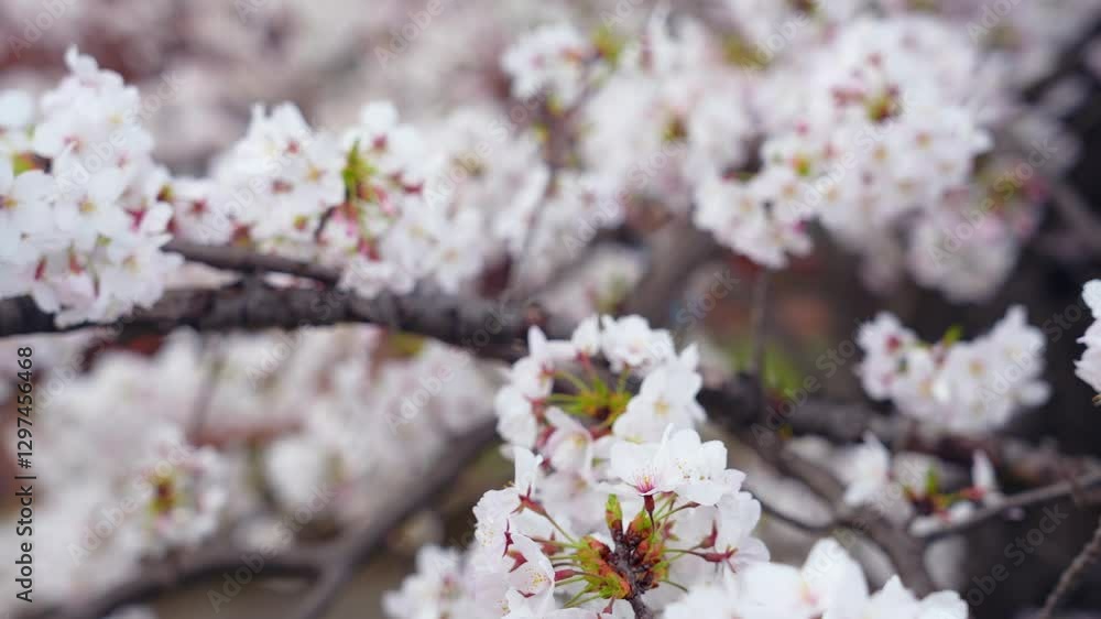 桜、サクラ、花、植物、満開、花見、春、青空、美しい、開花、ピンク、風景、景色、日本、和風、木、桜の木、桜花、花弁、花びら、かわいい、枝、自然、新春、暖かい、公園、屋外、晴れ、桃色、ぼけ、ソメイヨシノ、明るい、咲く、ズーム、ぼかし、綺麗、観光、旅行、伝統、季節、マクロ撮影、鮮やか、ナチュラル、桜前線、入学式、卒業式、入学、卒業、合格、受験 桜、サクラ、花、植物、満開、花見、春、青空、美しい、開花、ピンク、風景、景色、日本、和風、木、桜の木、桜花、花弁、花びら、かわいい、枝、自然、新春、暖かい、公園、屋外、晴れ、桃色、ぼけ、ソメイヨシノ、明るい、咲く、ズーム、ぼかし、綺麗、観光、旅行、伝統、季節、マクロ撮影、鮮やか、ナチュラル、桜前線、入学式、卒業式、入学、卒業、合格、受験
