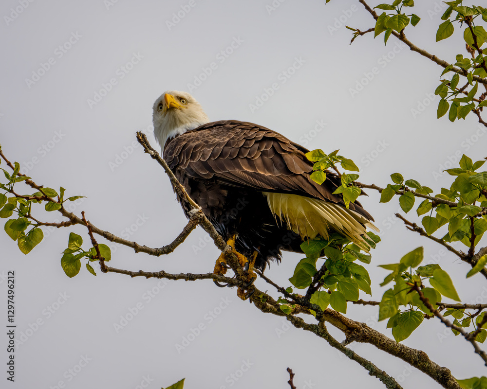 Bald eagle perches on a branch surrounded by green leaves in a scenic outdoor setting in Alaskan morning light. Bald eagle perches on a branch surrounded by green leaves in a scenic outdoor setting in Alaskan morning light.
