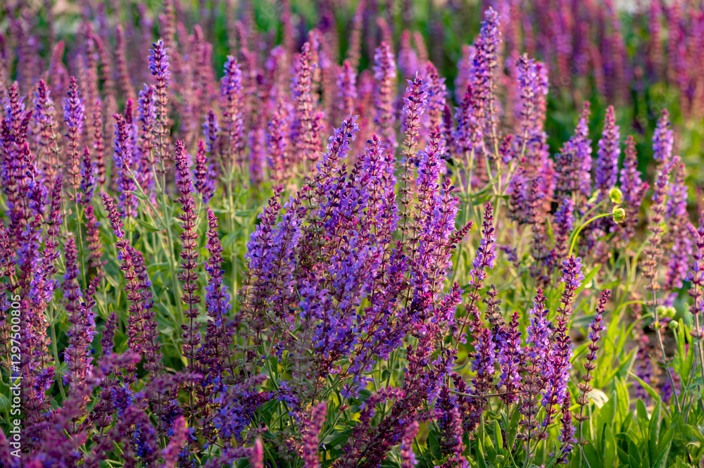 Fototapeta premium The lavender in the park is blooming with beautiful purple red flowers, very beautiful