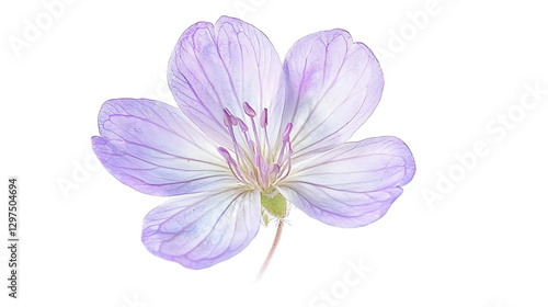 A flower with a purple center and white petals