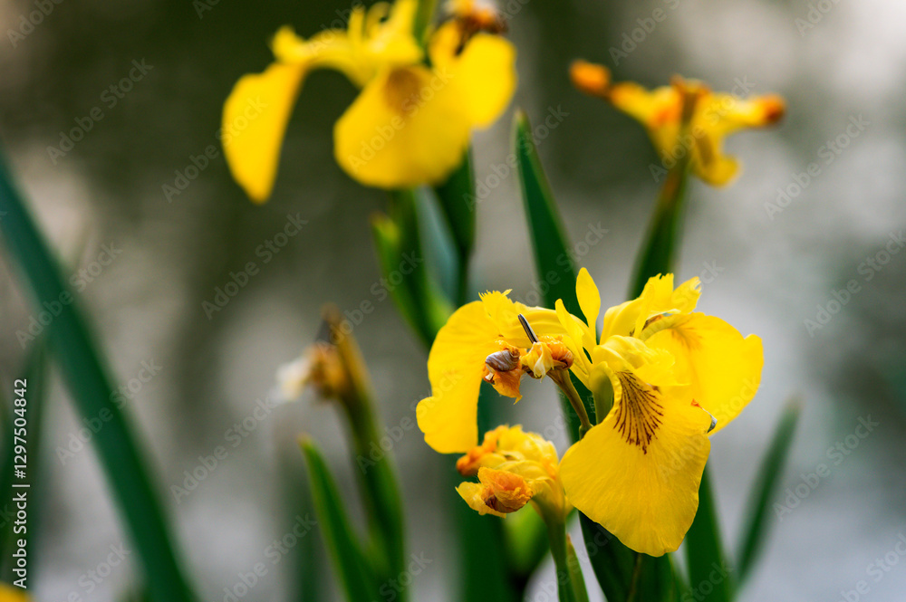 Beautiful yellow irises on the riverbank Beautiful yellow irises on the riverbank