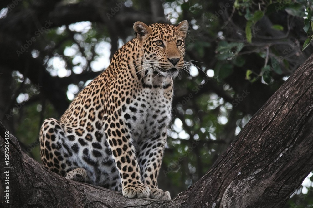 A view of a leopard sitting on a tree branch A view of a leopard sitting on a tree branch