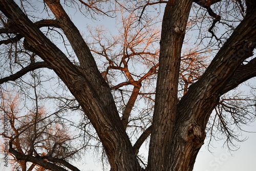 Trees in the Winter. Sunset lighting. photo