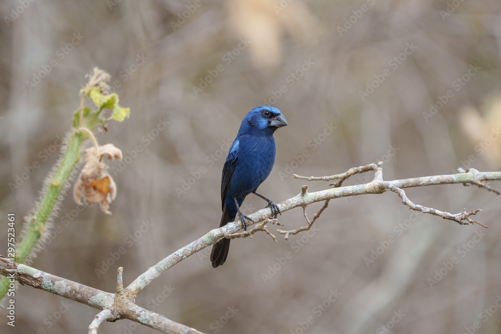 Azulão (Cyanoloxia brissonii) pousado em um galho sob um lindo fundo desfocado Azulão (Cyanoloxia brissonii) pousado em um galho sob um lindo fundo desfocado