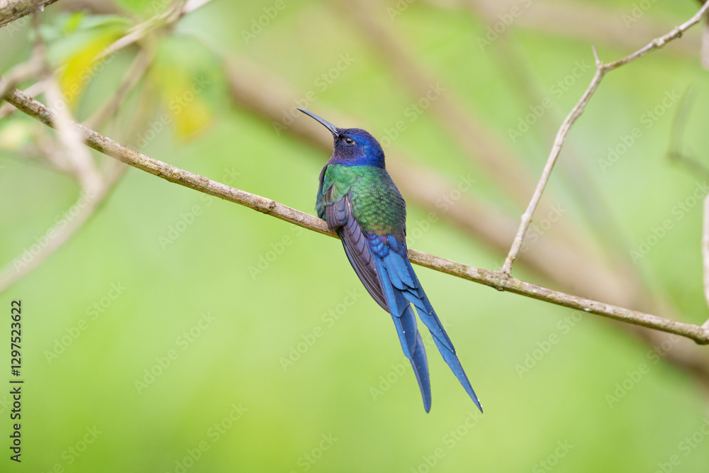 Beija flor tesoura (Eupetomena macroura) de costas pousado em um galho