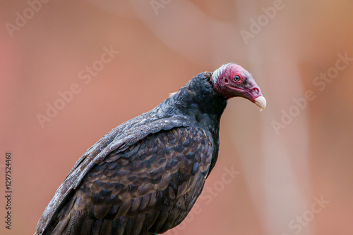 Urubu de cabeça vermelha (Cathartes aura) em close up sob um fundo vermelho desfocado photo