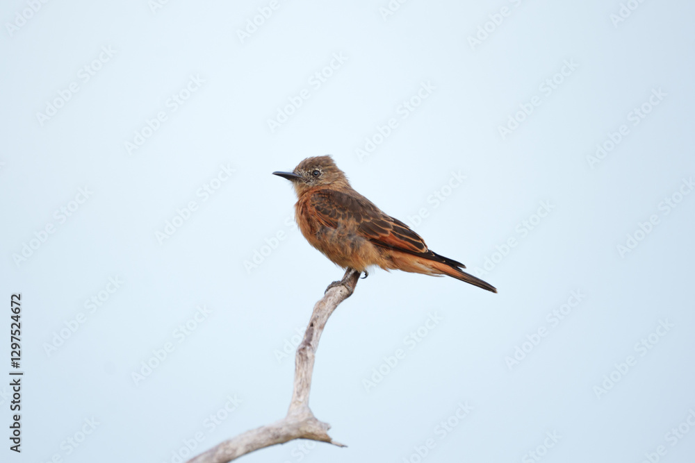 Fototapeta premium Gibão de couro (Hirundinea ferruginea) empoleirado no galho sob um fundo azul do céu desfocado