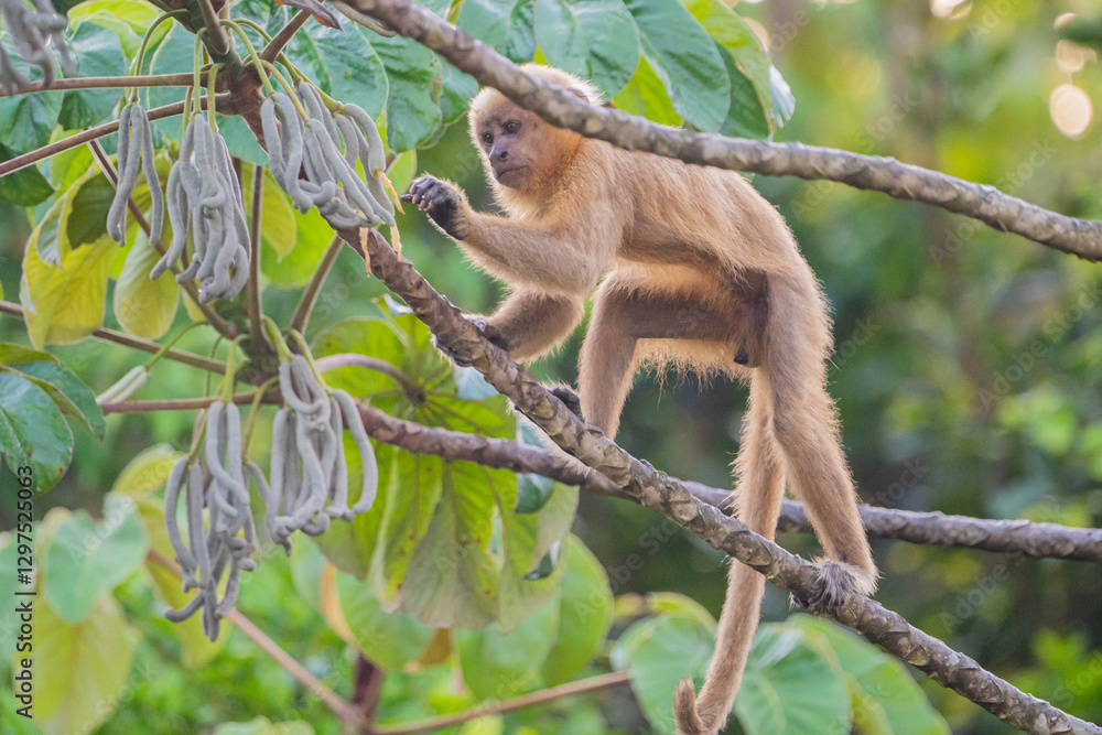 Naklejka premium Macaco prego dourado (Sapajus flavius) comendo o fruto da embaúba, este macaco está em perigo de extinção pela lista vermelha da IUCN