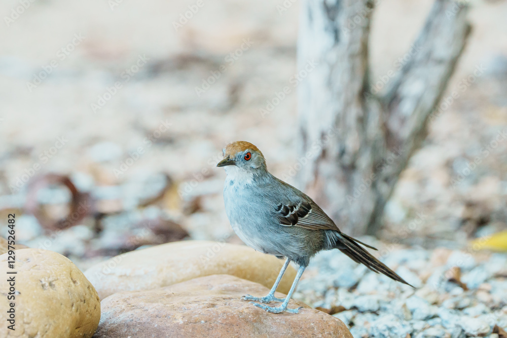Gravatazeiro fêmea (Rhopornis ardesiacus) pousada sobre uma pedra, ave ameaçada em perigo pela lista vermelha da IUCN Gravatazeiro fêmea (Rhopornis ardesiacus) pousada sobre uma pedra, ave ameaçada em perigo pela lista vermelha da IUCN