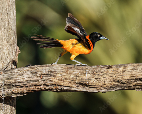 Corrupião (Icterus jamacaii) com as asas levantadas pousado em um galho de árvore sob um fundo verde desfocado photo