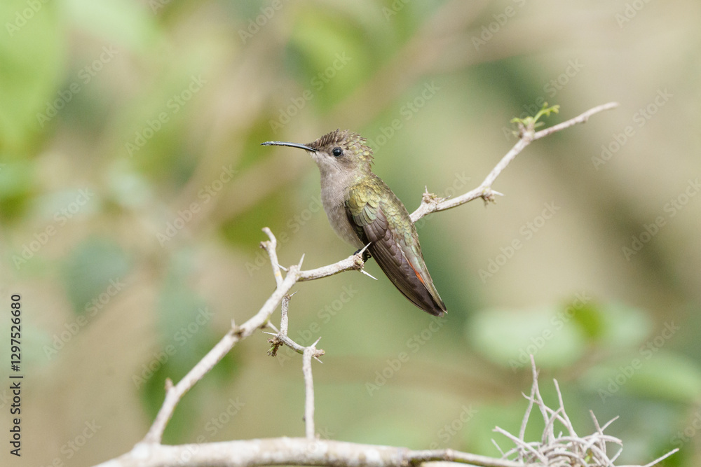 Fototapeta premium Beija flor vermelho fêmea (Chrysolampis mosquitus) pousado em um galho com espinhos sob um fundo verde desfocado