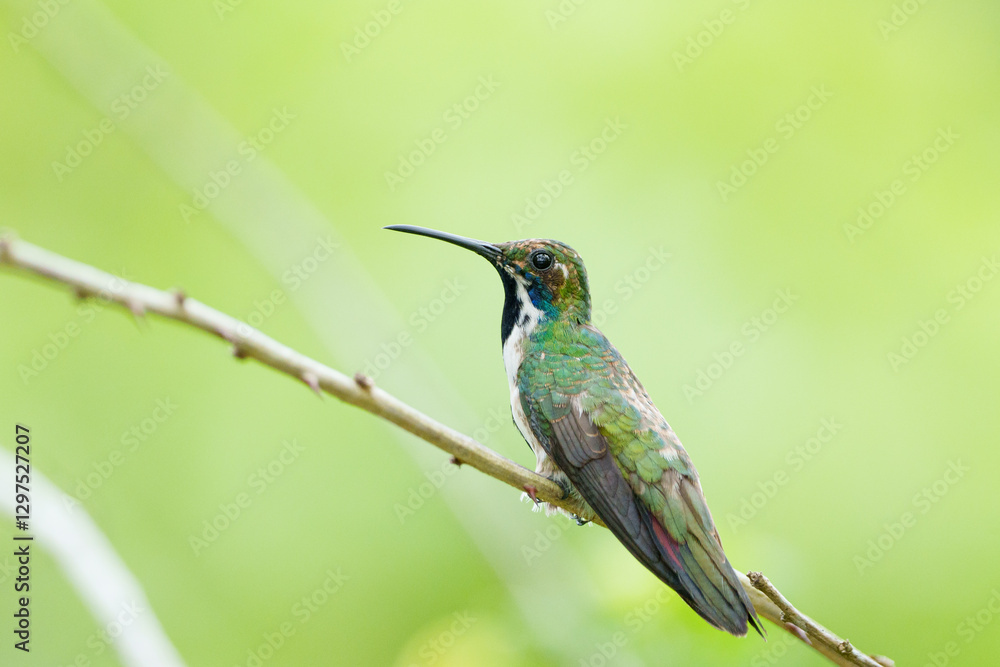Fototapeta premium Beija flor de veste preta fêmea (Anthracothorax nigricollis) em close up pousado sob um fundo verde desfocado