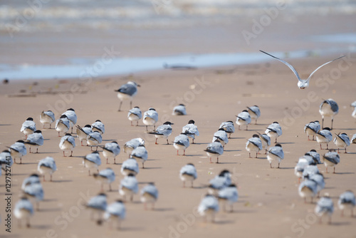 Schilderij op canvas Bando de Trinta réis boreal (Sterna hirundo) de costas e algumas gaivotas alegre