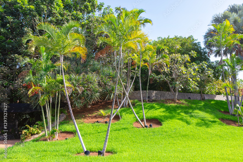 Lush greenery blankets a hillside, dotted with tall palm trees. Sunlight through the vibrant foliage, illuminating the tropical garden with green grass