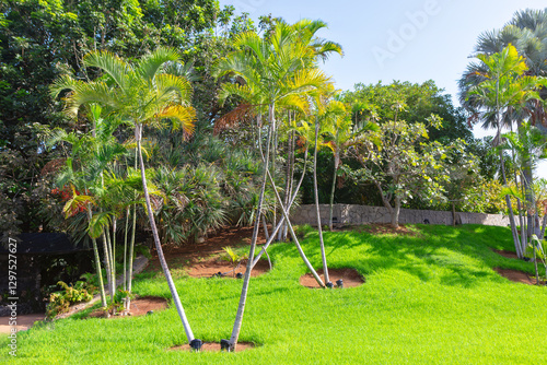 Obraz na płótnie Lush greenery blankets a hillside, dotted with tall palm trees. Sunlight through the vibrant foliage, illuminating the tropical garden with green grass w salonie