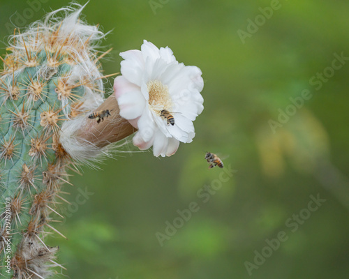 Abelhas colhendo o néctar de uma linda flor de mandacaru (Cereus jamacaru) e um fundo desfocado com  tons de verde variados photo