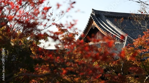 Red autumn background scene of red maple leaf against ancient Japanese architecture.  photo