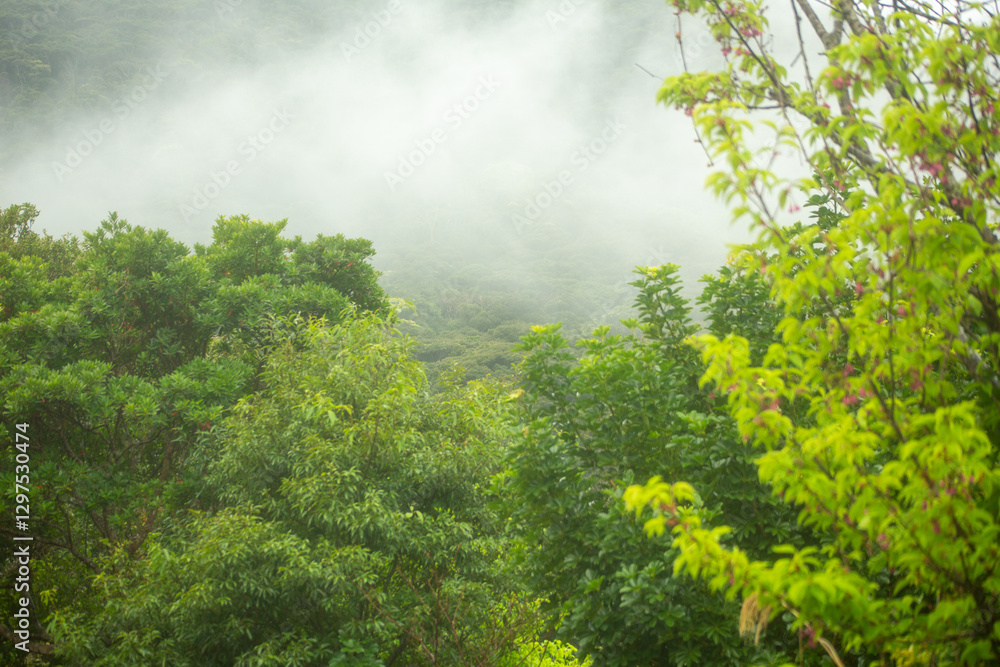 Fototapeta premium 霧の朝の奄美大島集落裏手の山。