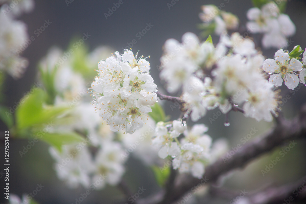 Fototapeta premium 満開のスモモの花。
