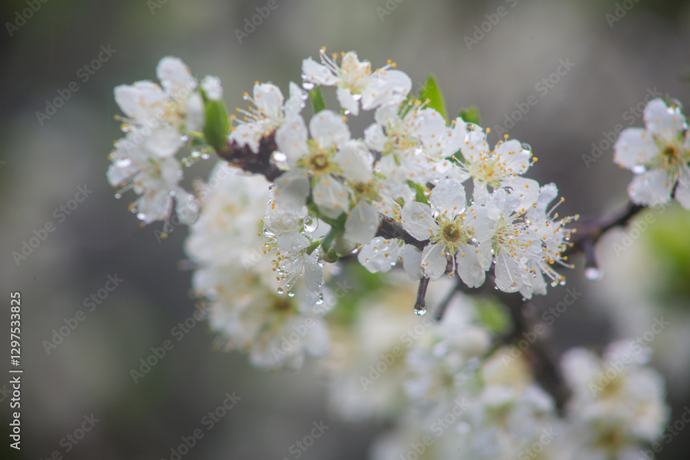 満開のスモモの花。 満開のスモモの花。