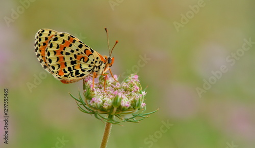 Melitaea Didyma  1134