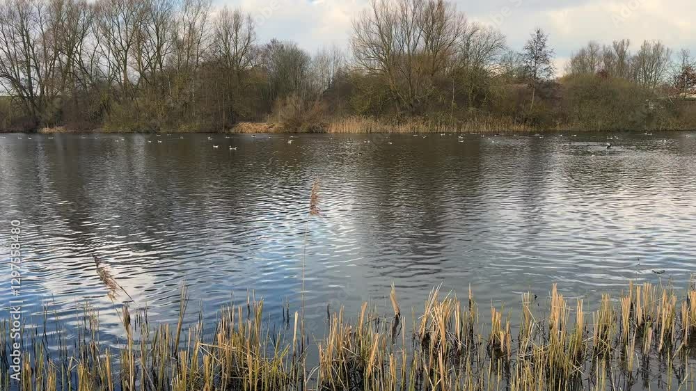 many greylag geese preen their feathers on a pond many greylag geese preen their feathers on a pond