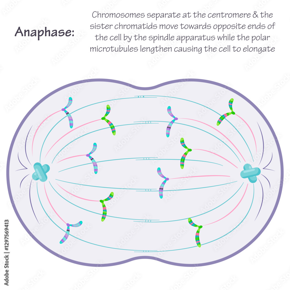 Anaphase phase of mitosis educational science graphic