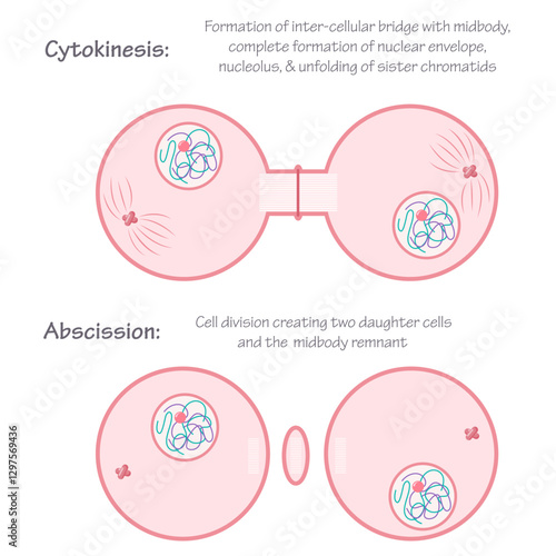 Cytokinesis and Abscission phases of mitosis